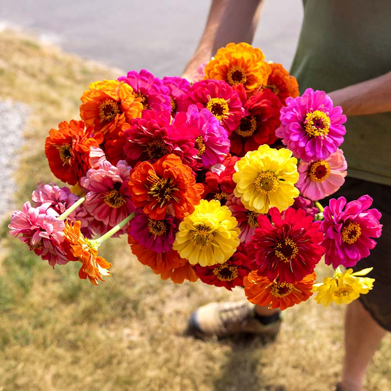 Zinnia Magnificent Mixture Seed