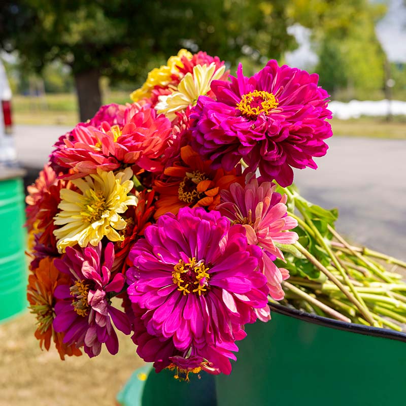 Zinnia Magnificent Mixture Seed