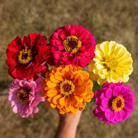 Zinnia Magnificent Mixture Seed