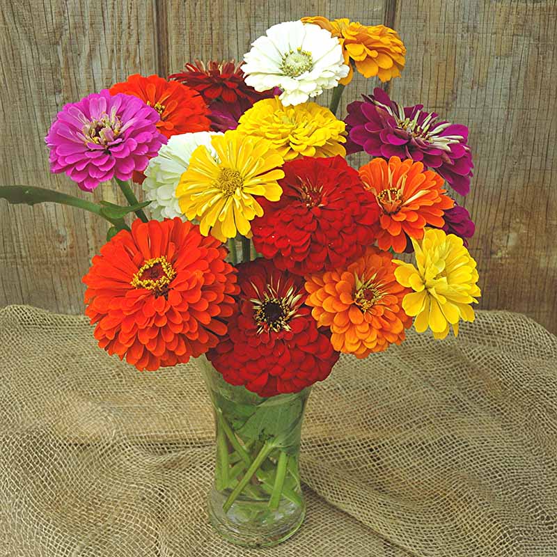 Zinnia Magnificent Mixture Seed