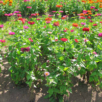 Zinnia Magnificent Mixture Seed