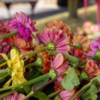 Zinnia Magnificent Mixture Seed