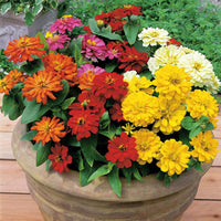 Zinnia Short Stuff Mix F1 Seed