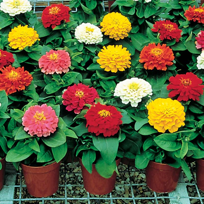 Zinnia Short Stuff Mix F1 Seed