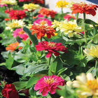 Zinnia Dreamland Mix F1 Seed