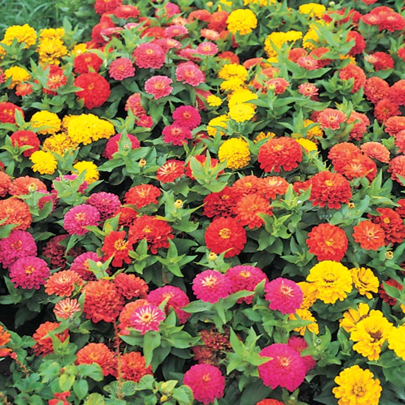 Zinnia Dreamland Mix F1 Seed