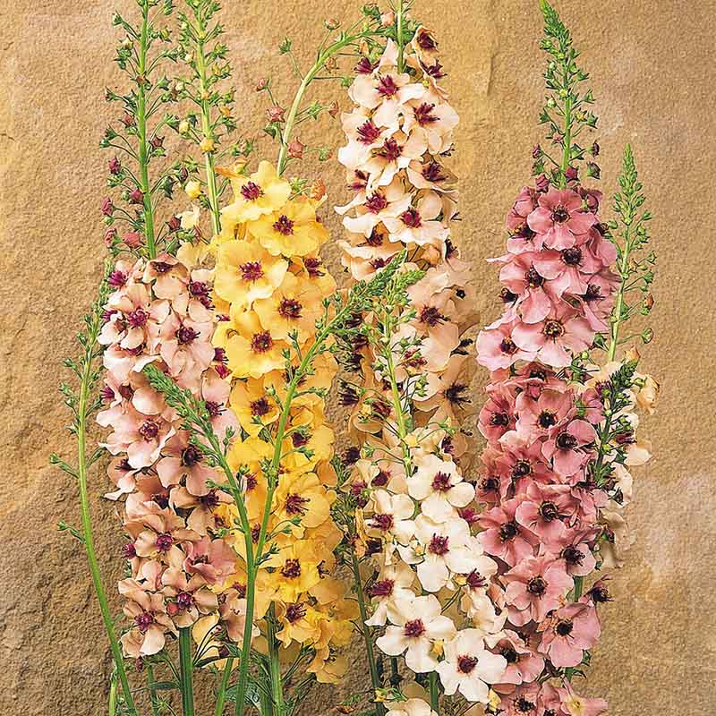 Verbascum Southern Charm F1 Seed