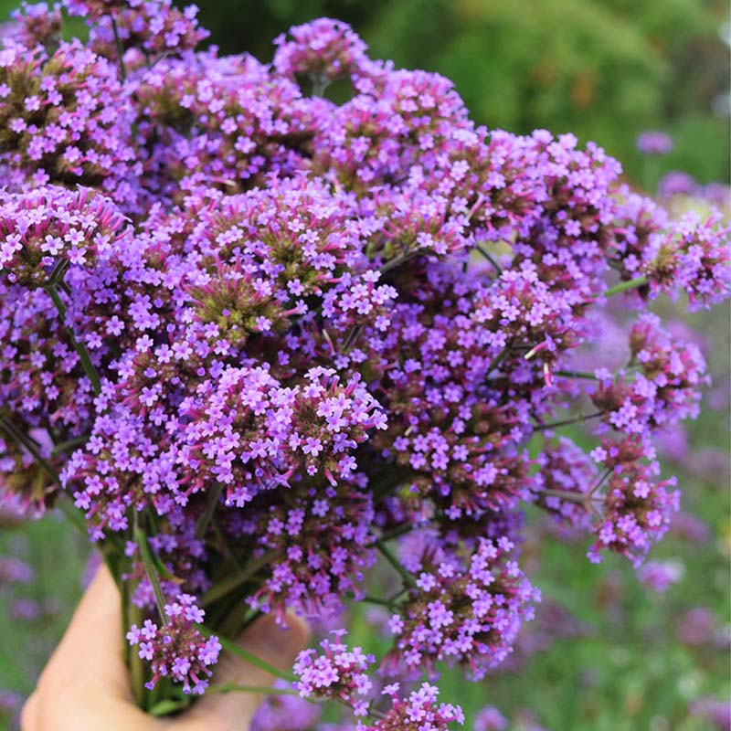 Verbena Bonariensis Finesse Seed