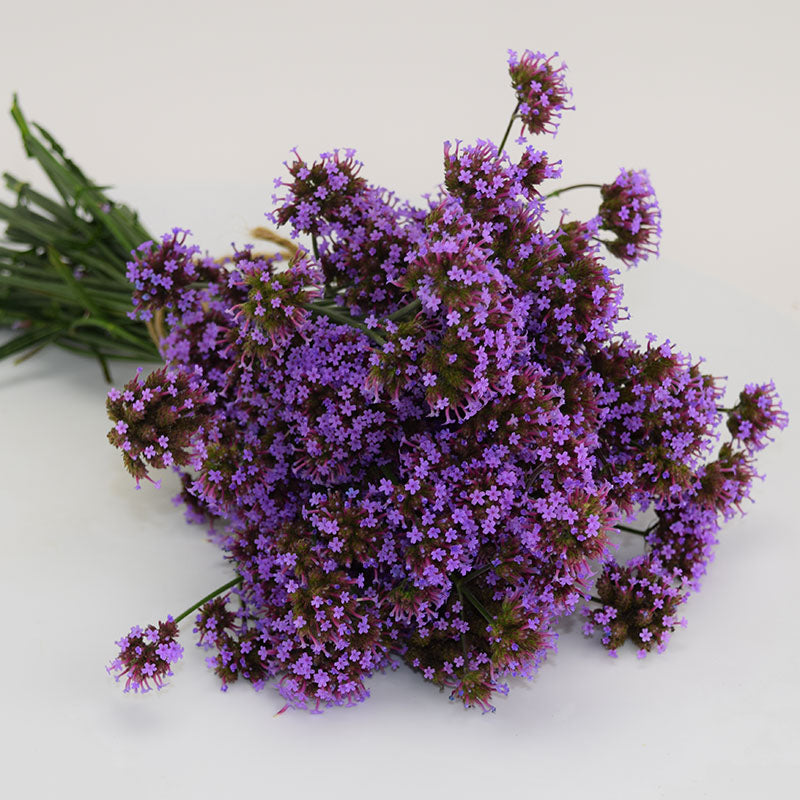 Verbena Bonariensis Finesse Seed