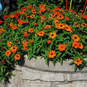 Zinnia Profusion Orange Seed