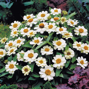 Zinnia Profusion White Seed