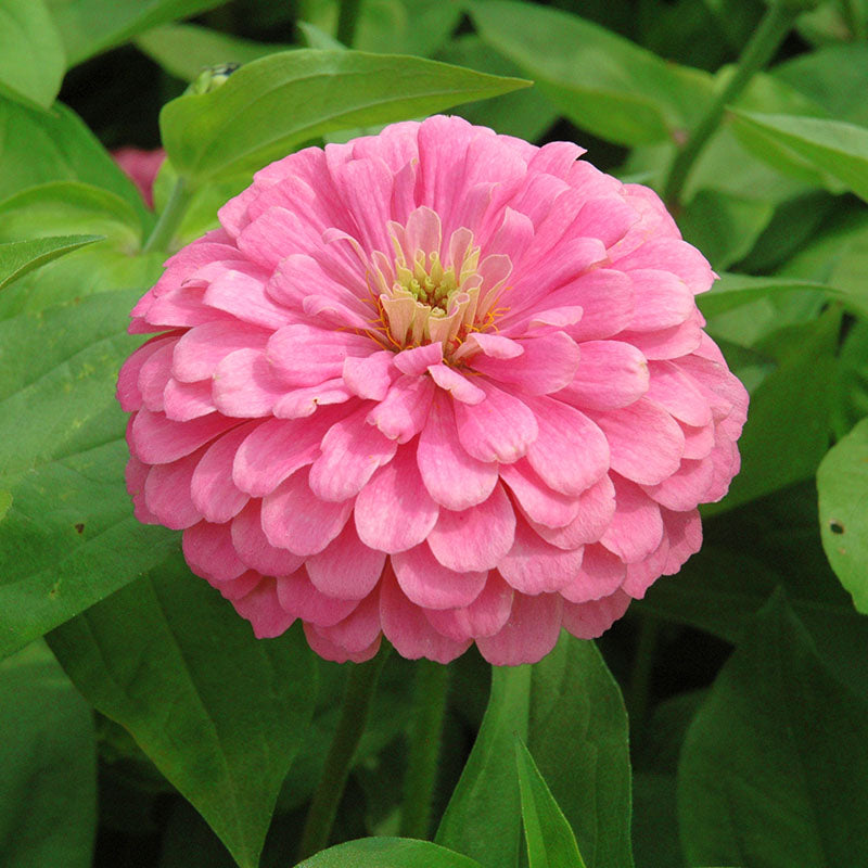 Zinnia Benary's Giant Bright Pink Seed