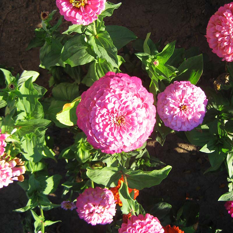 Zinnia Benary's Giant Bright Pink Seed