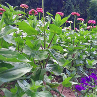 Zinnia Benary's Giant Bright Pink Seed