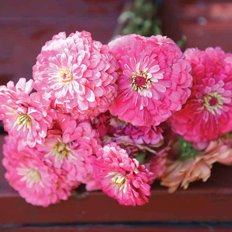 Zinnia Benary's Giant Bright Pink Seed