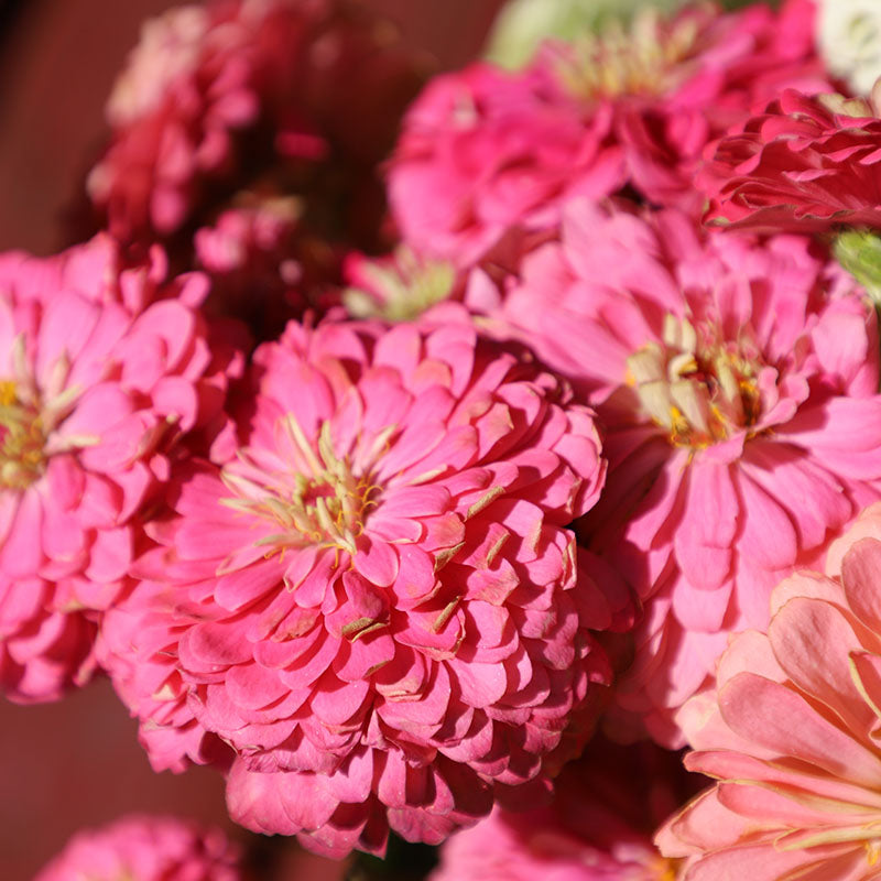 Zinnia Benary's Giant Bright Pink Seed