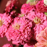 Zinnia Benary's Giant Bright Pink Seed