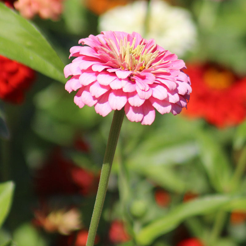 Zinnia Benary's Giant Bright Pink Seed