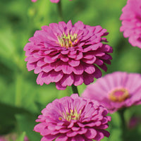 Zinnia Benary's Giant Lilac Seed