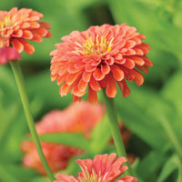 Zinnia Benary's Giant Salmon Rose Seed