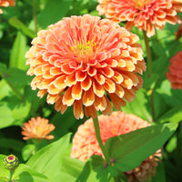 Zinnia Benary's Giant Salmon Rose Seed