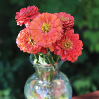 Zinnia Benary's Giant Salmon Rose Seed