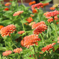 Zinnia Benary's Giant Salmon Rose Seed