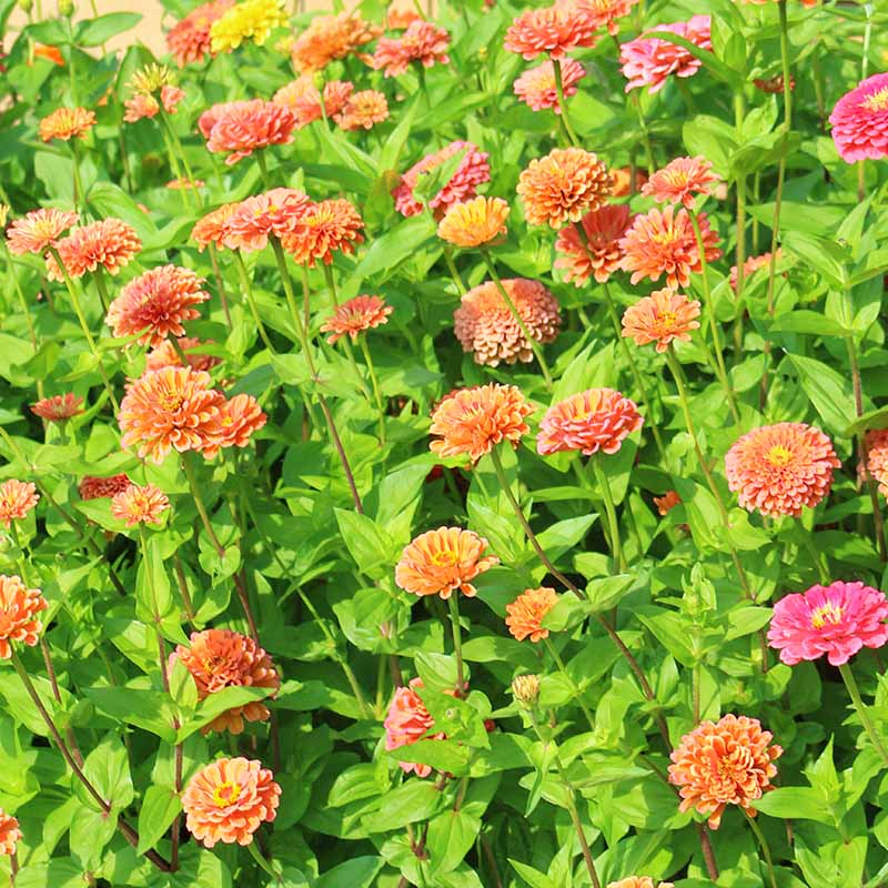 Zinnia Benary's Giant Salmon Rose Seed