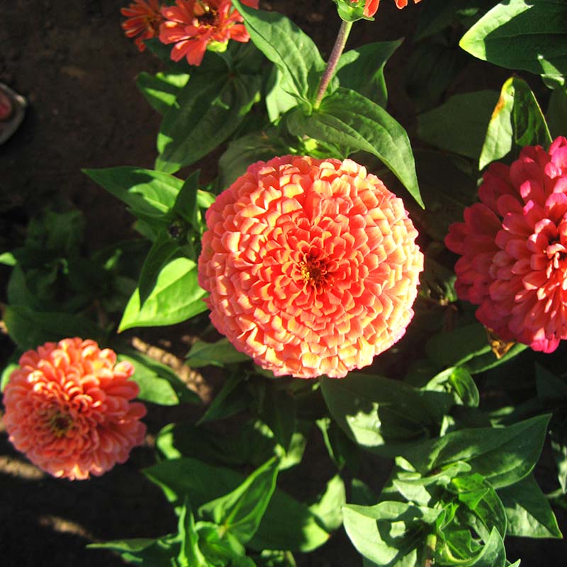 Zinnia Benary's Giant Salmon Rose Seed