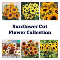 Sunflower Cut Flower Collection Seed