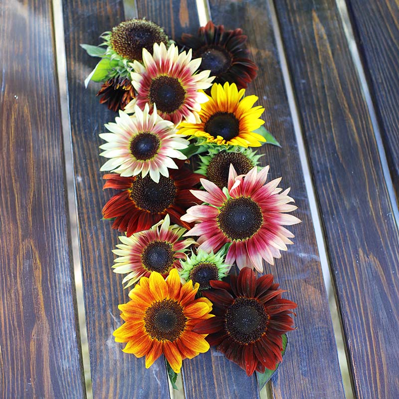 Sunflower Cut Flower Collection Seed