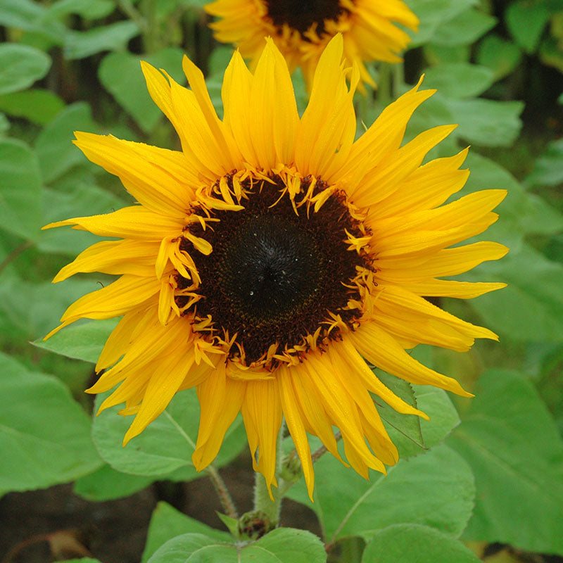 Sunflower Cut Flower Collection Seed