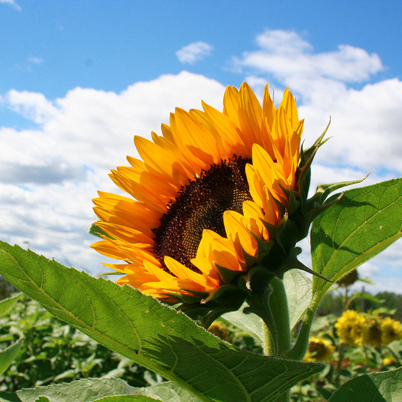 Sunflower Cut Flower Collection Seed