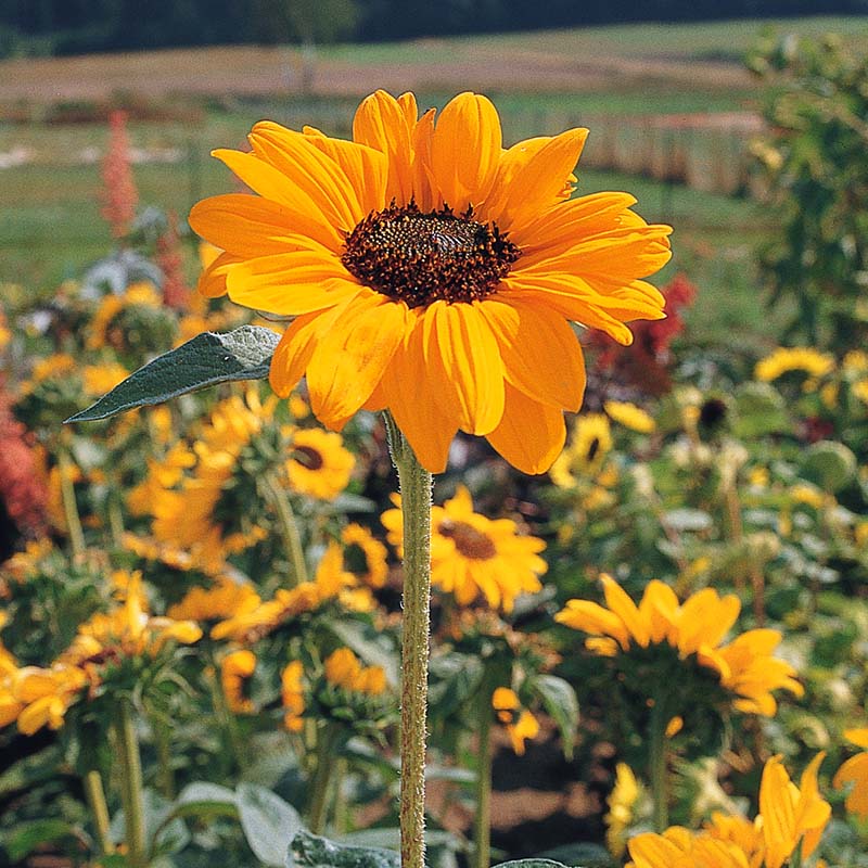 Sunflower Cut Flower Collection Seed