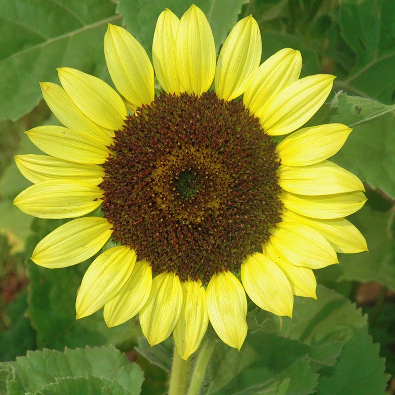 Sunflower Cut Flower Collection Seed