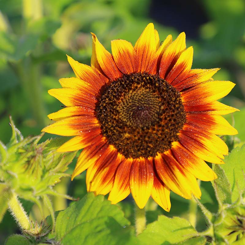 Sunflower Cut Flower Collection Seed