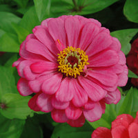 Zinnia Benary's Giant Carmine Rose Seed