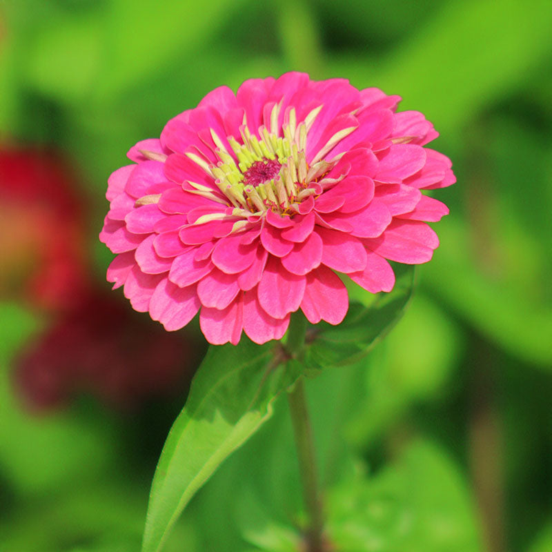 Zinnia Benary's Giant Carmine Rose Seed