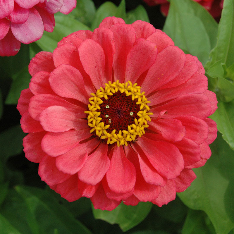 Zinnia Benary's Giant Carmine Rose Seed