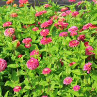 Zinnia Benary's Giant Carmine Rose Seed