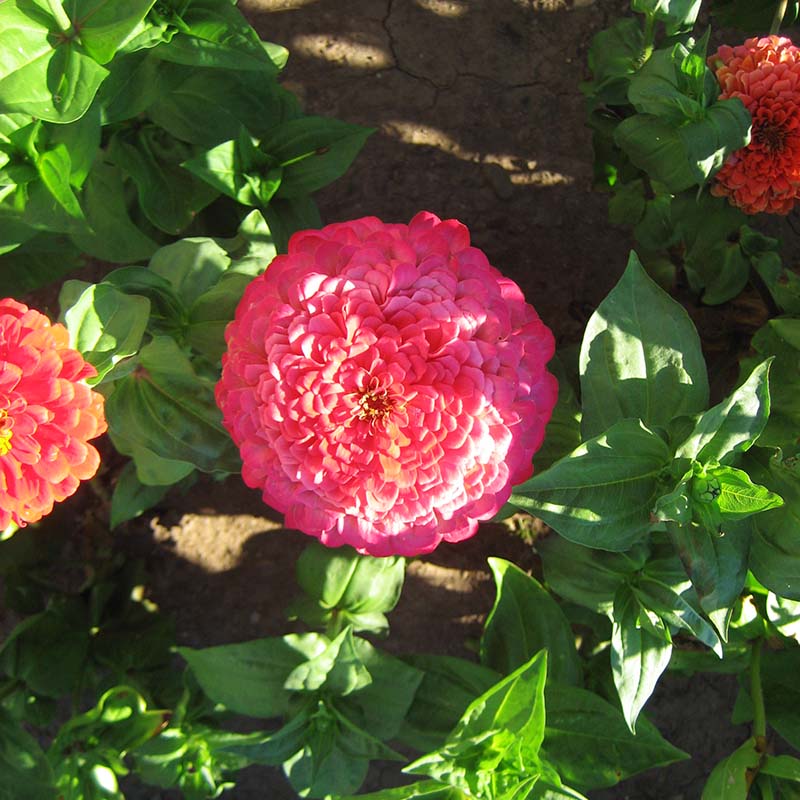 Zinnia Benary's Giant Carmine Rose Seed