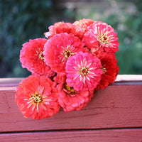 Zinnia Benary's Giant Carmine Rose Seed