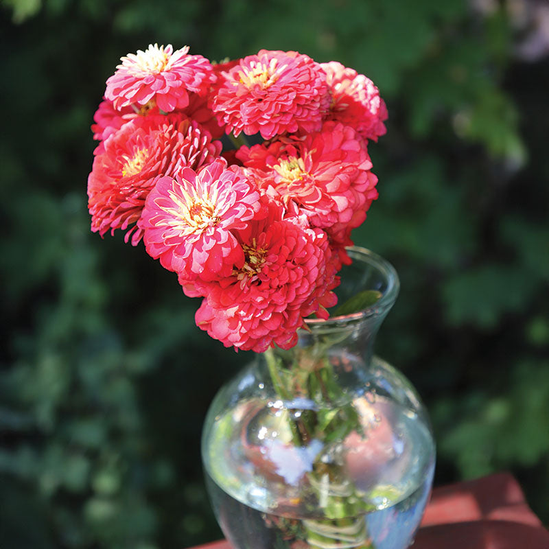 Zinnia Benary's Giant Carmine Rose Seed