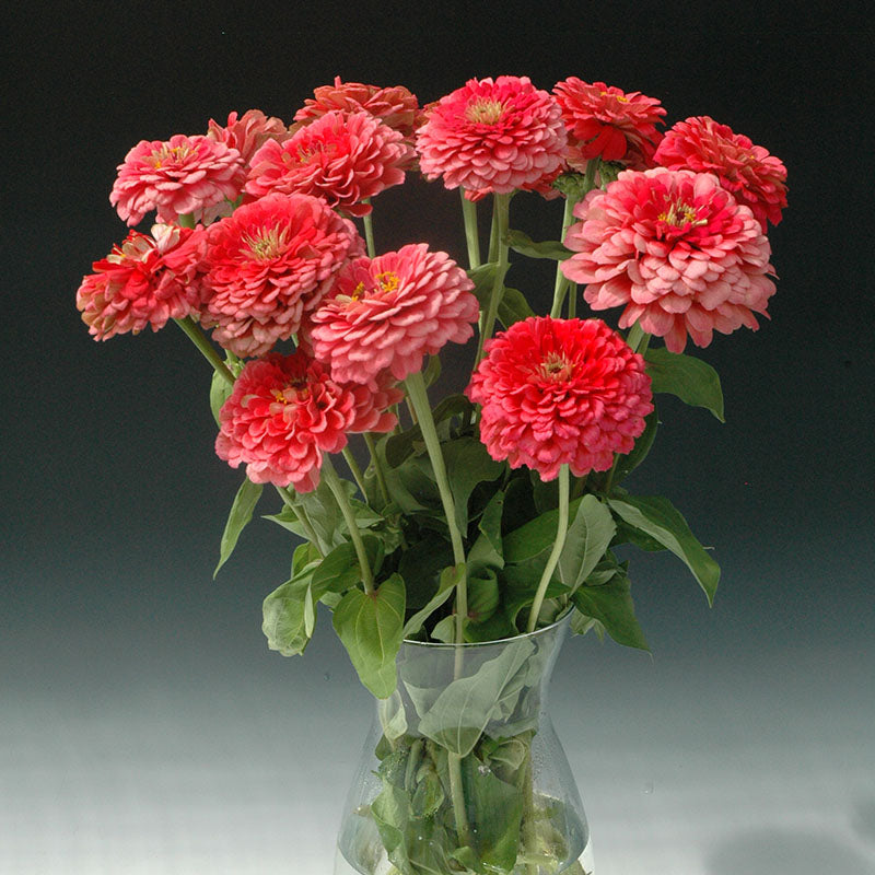 Zinnia Benary's Giant Carmine Rose Seed