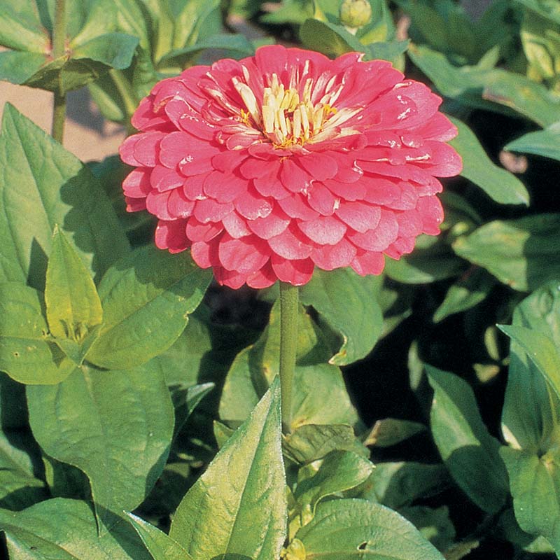 Zinnia Benary's Giant Carmine Rose Seed