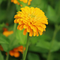 Zinnia Benary's Giant Golden Yellow Seed