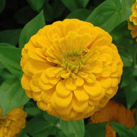 Zinnia Benary's Giant Golden Yellow Seed