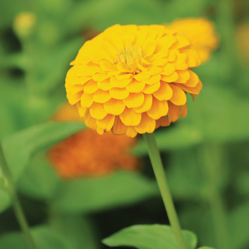 Zinnia Benary's Giant Golden Yellow Seed