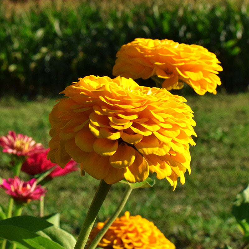 Zinnia Benary's Giant Golden Yellow Seed