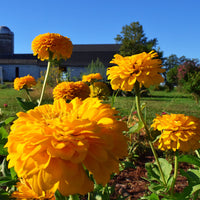 Zinnia Benary's Giant Golden Yellow Seed